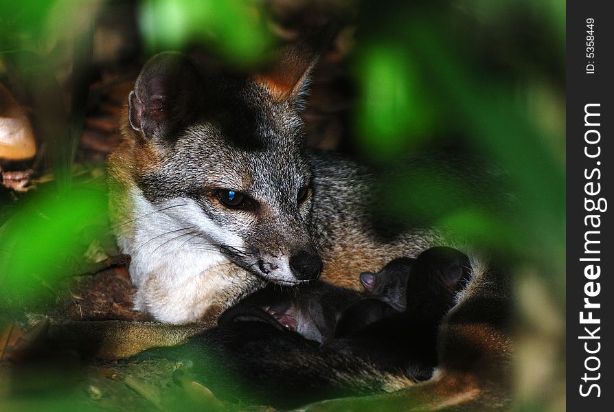 In Belize zoo little fox protecting her cubs while they sleep. In Belize zoo little fox protecting her cubs while they sleep.