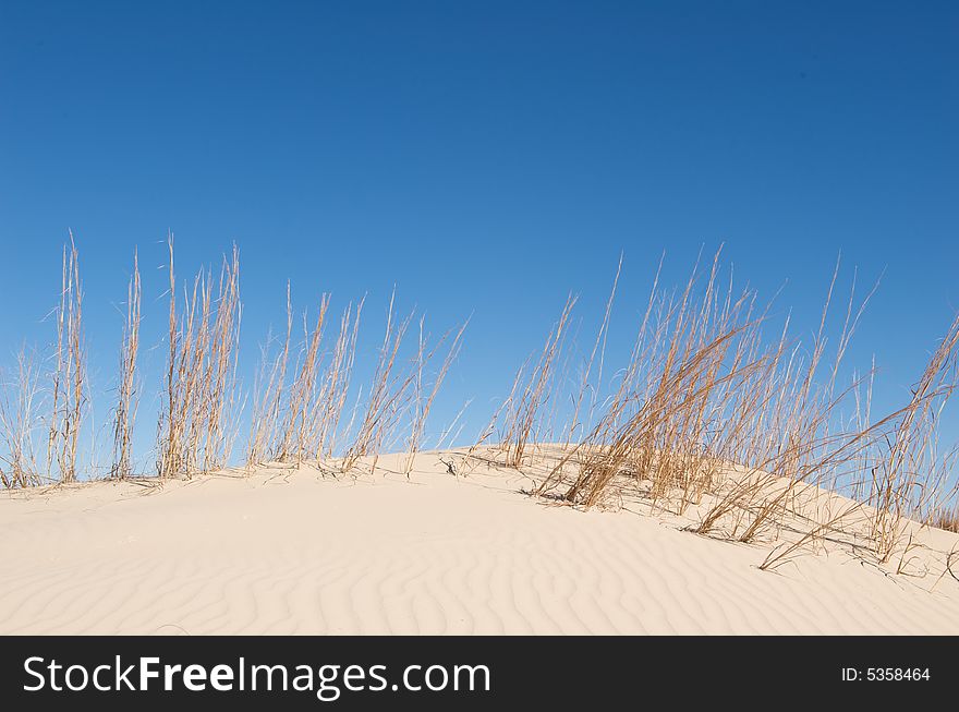 An image of sand dunes with tall grass and a blue sky