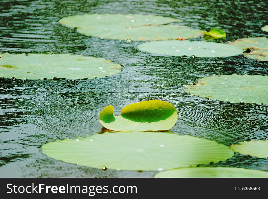 The green leaves of lotus