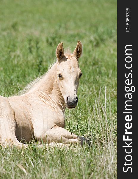 Palomino quarter horse foal laying in green grass pasture