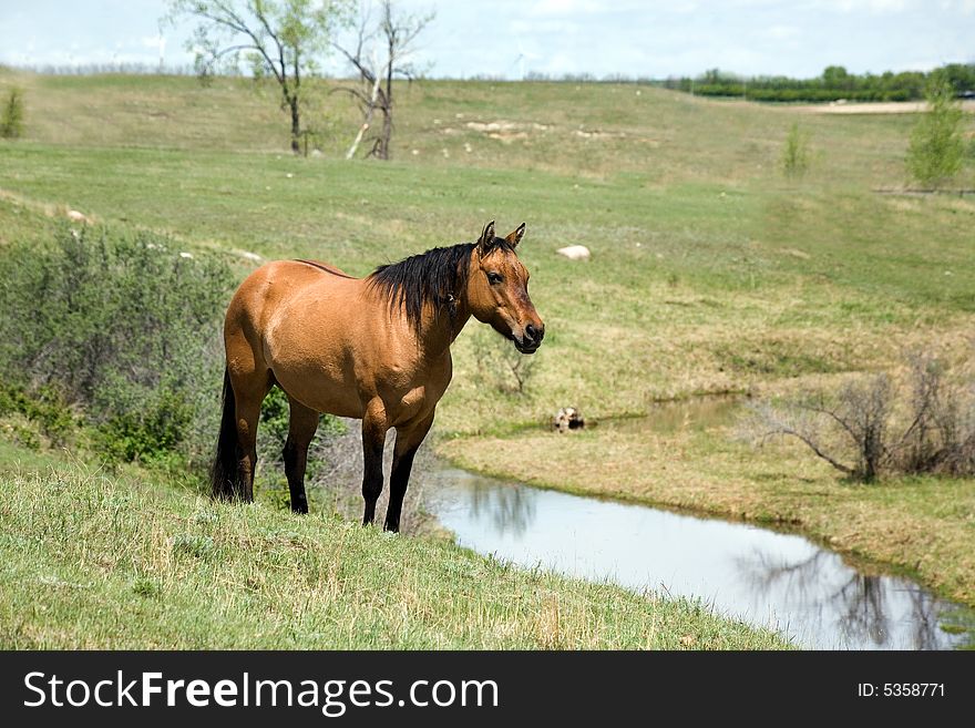 Dun quarter horse mare standing on hill above a stream