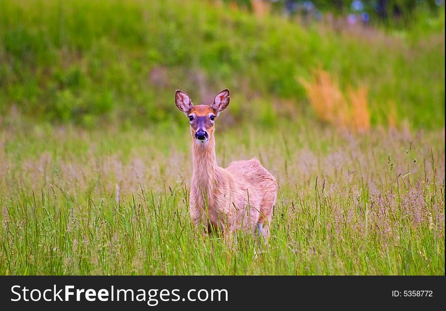 A deer in an open field in Valley Forge Park
