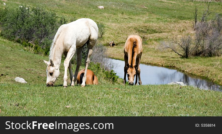 Quarter Horse Foals In Pasture