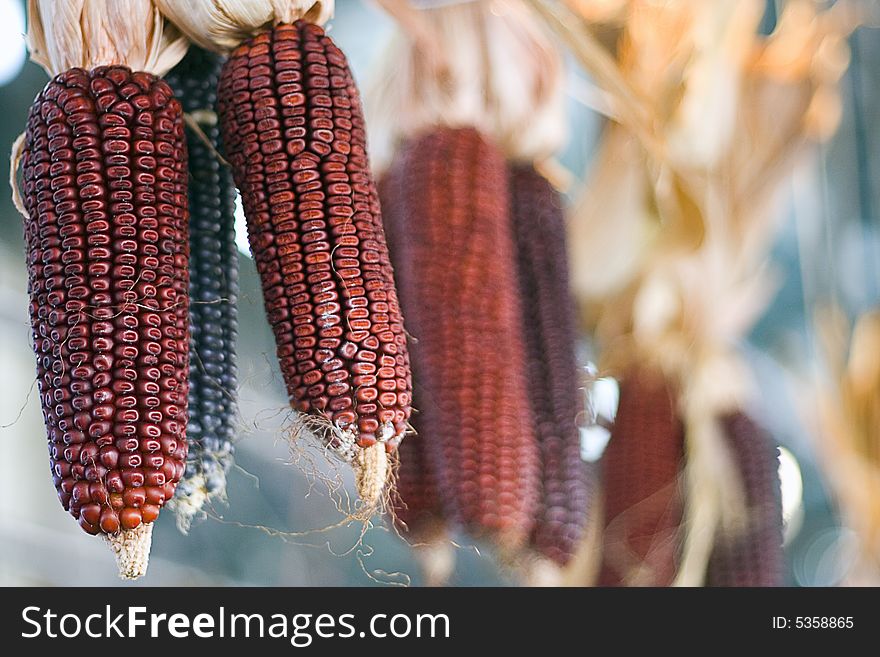 Red corn hanging at a Farmer's market. Red corn hanging at a Farmer's market