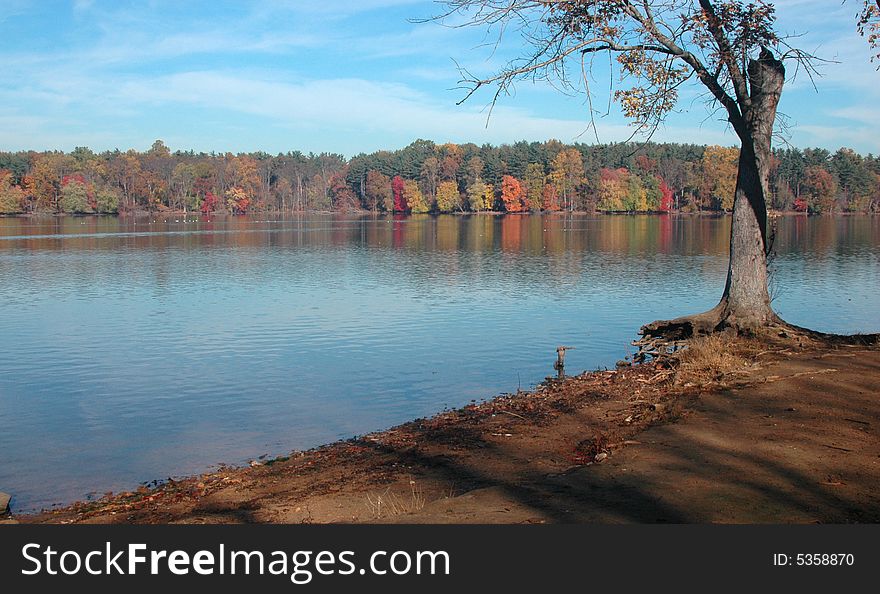 Solitary Tree And Autumn Trees At The Lake