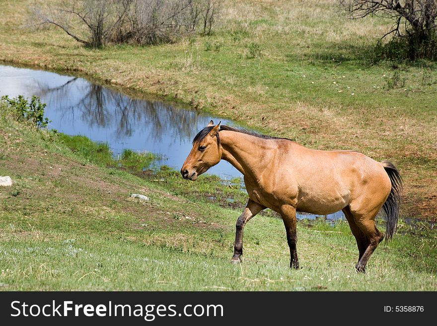 Dun quarter horse mare in green pasture by stream. Dun quarter horse mare in green pasture by stream