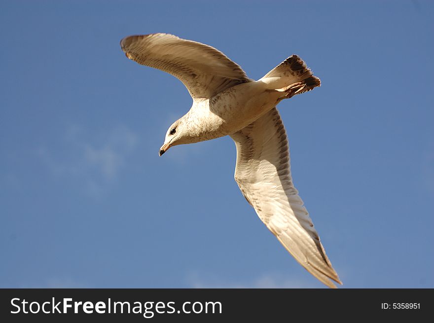 A flying gull in the blue sky