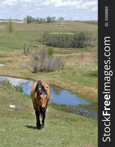 Dun quarter horse mare in green pasture by stream. Dun quarter horse mare in green pasture by stream