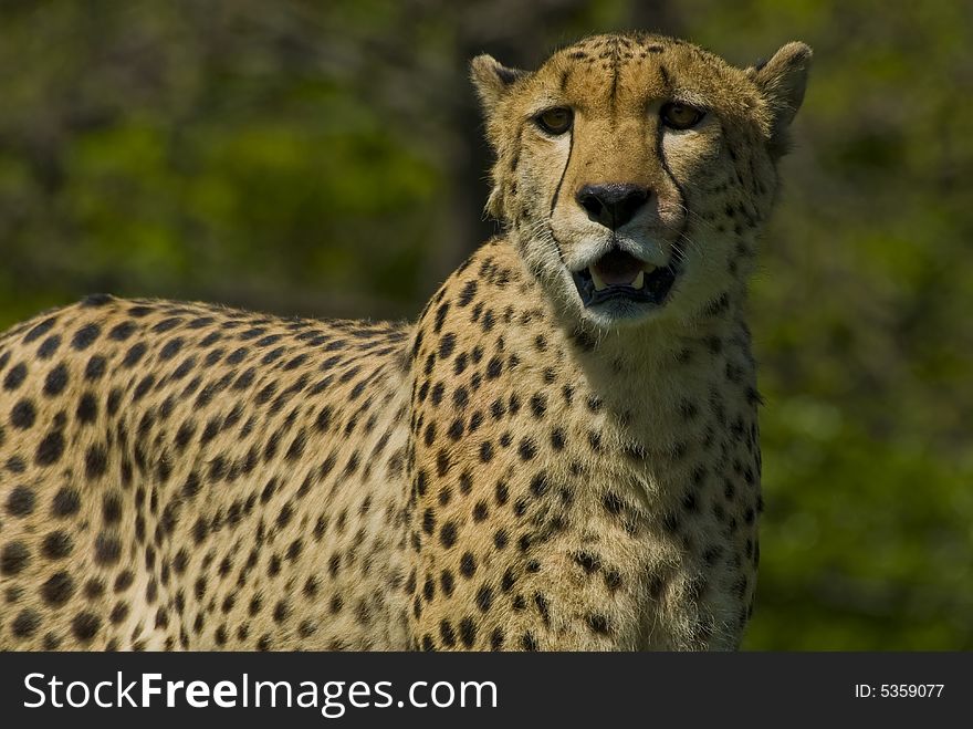 Posing for a picture, a teenage cheetah, Toronto zoo.