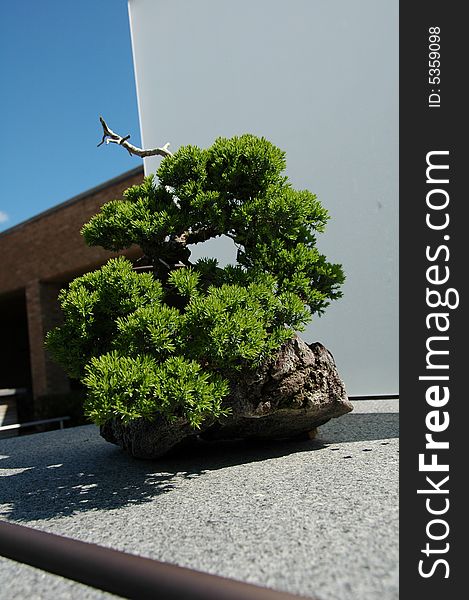 A pot of Japanese Bonsai.