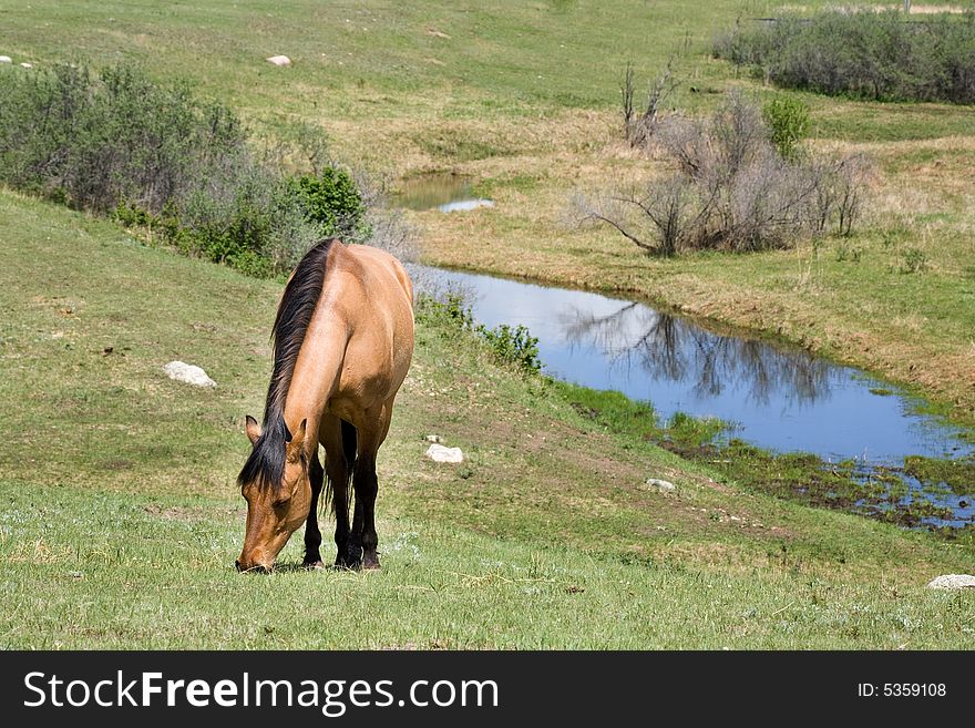 Dun quarter horse mare in green pasture by stream. Dun quarter horse mare in green pasture by stream