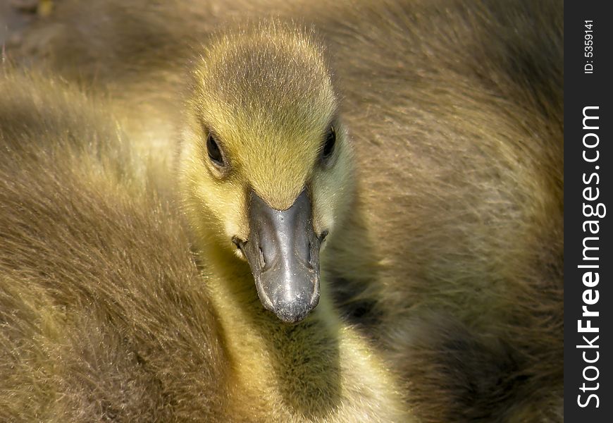 Look at me, I'm cute!! A brand new Canada Goose who conveniently sat down at my feet. Look at me, I'm cute!! A brand new Canada Goose who conveniently sat down at my feet.