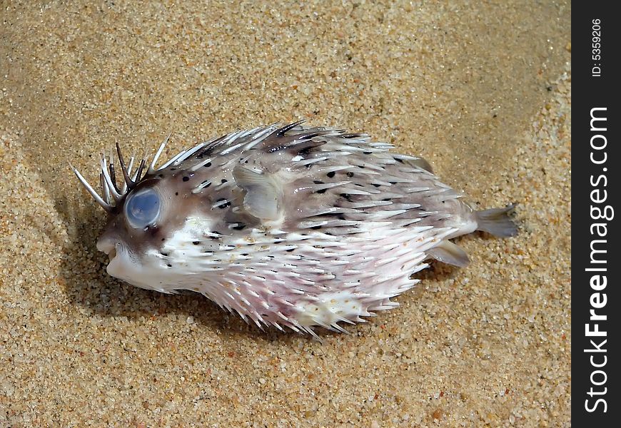 Close-up of dead porcupinefish or balloonfish washed up on beach.