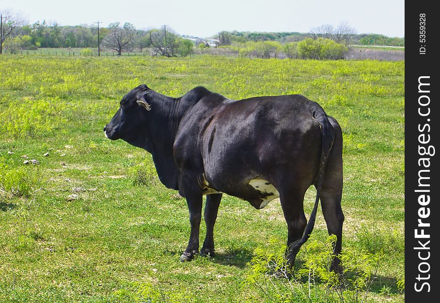 A lone cow out in a grassy field