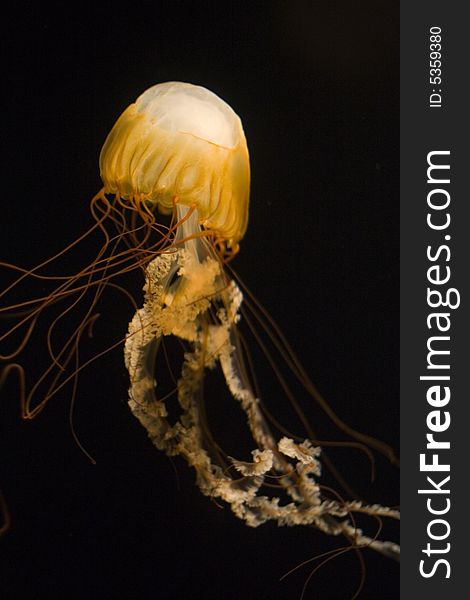 Sea Nettle jellyfish, black background. Sea Nettle jellyfish, black background