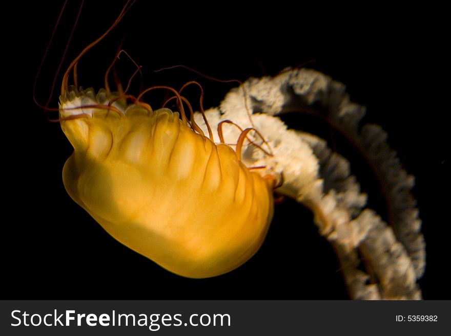 Sea Nettle jellyfish, black background. Sea Nettle jellyfish, black background