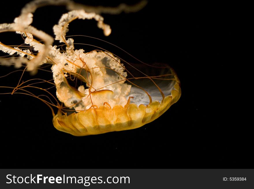 Sea Nettle Horizontal Diving