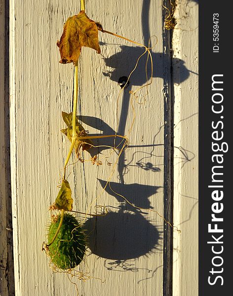 Withered plants in late Autumn