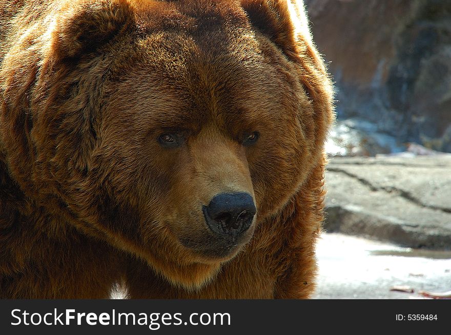 Brown Bear Face Close Up