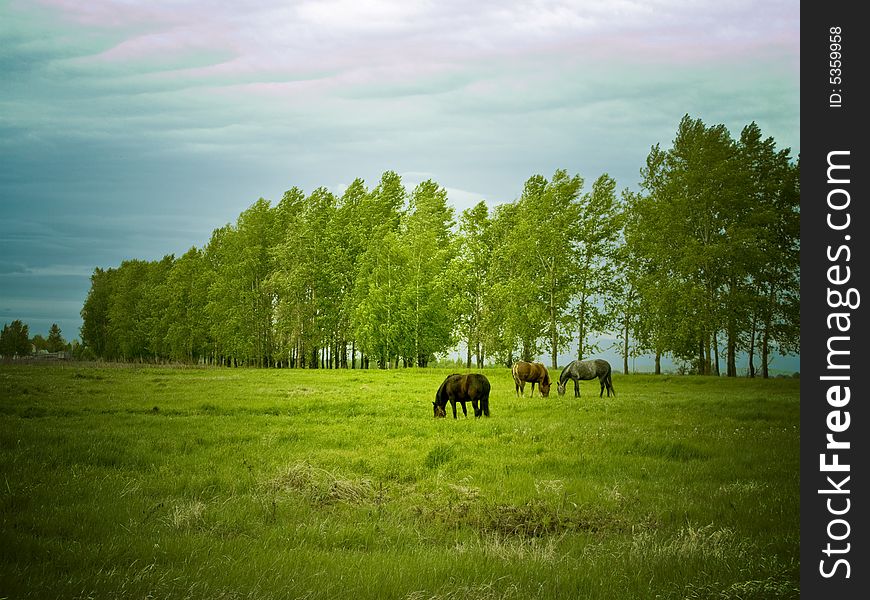 Horse graze on the field. Horse graze on the field