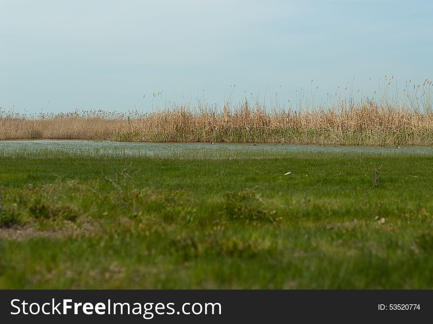 Small pond with reeds, in which ducks live