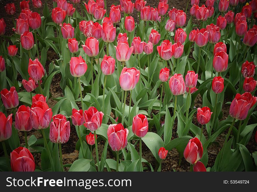 Tulip field spring natural background