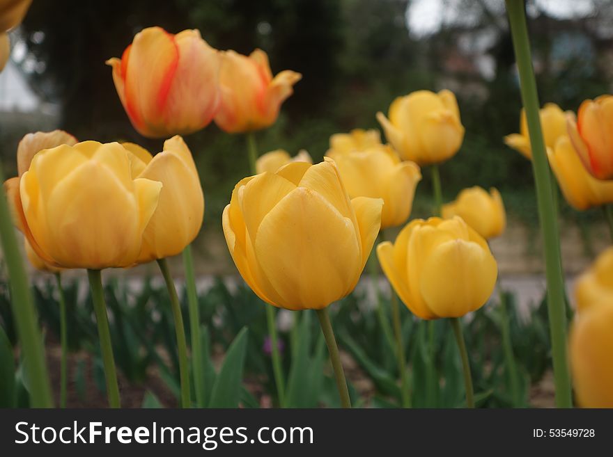 Yellow tulips spring natural background