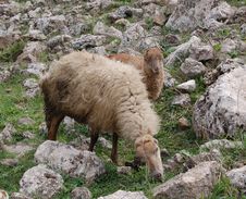 Sheep And Lamb Royalty Free Stock Image