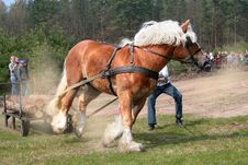 The Draught Horse - The Sudden Effort Stock Image