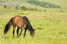 Lonely Horse Grazing Stock Images
