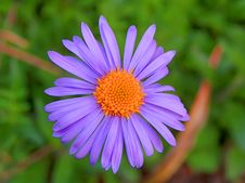 Flower Stock Image Flower Stock Image