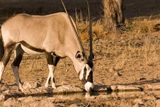 Oryx Drinking From Waterhole Royalty Free Stock Images Oryx Drinking From Waterhole Royalty Free Stock Images