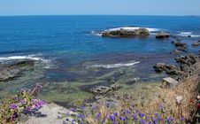Wild Flowers On Rocky Shore Royalty Free Stock Photo Wild Flowers On Rocky Shore Royalty Free Stock Photo