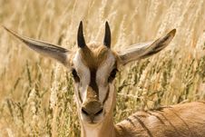 Young Springbok Stock Photos
