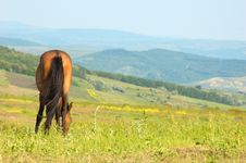 Lonely Horse Grazing Stock Photo Lonely Horse Grazing Stock Photo