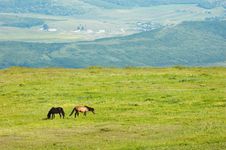 Couple Of Horces Grazing Royalty Free Stock Photos Couple Of Horces Grazing Royalty Free Stock Photos