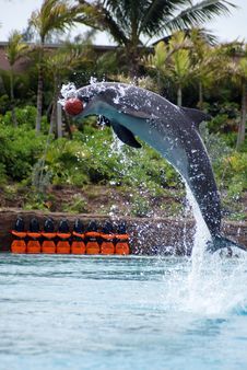 Dolphin Royalty Free Stock Photo Dolphin Royalty Free Stock Photo