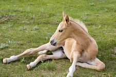 Palomino Quarter Horse Stock Images Palomino Quarter Horse Stock Images