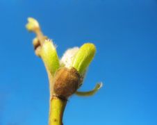 Bud Of Pussy-willow Royalty Free Stock Photography Bud Of Pussy-willow Royalty Free Stock Photography