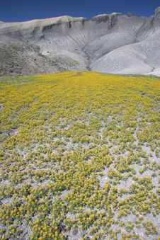 Blooming Desert In Capitol Reef Stock Photography Blooming Desert In Capitol Reef Stock Photography