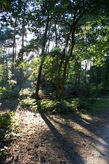 Sunlight Shining Through The Forest Royalty Free Stock Image Sunlight Shining Through The Forest Royalty Free Stock Image