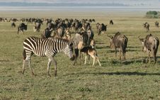 Zebra Againts Herd Of Wildebeest Stock Photography Zebra Againts Herd Of Wildebeest Stock Photography