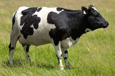 Black And White Cow Grazing Royalty Free Stock Photo