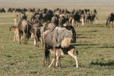 Wildebeest Feeding The Little One Royalty Free Stock Image