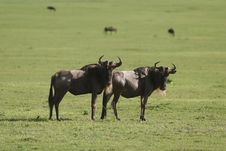 Wildebeest Curiously Looking Royalty Free Stock Photography
