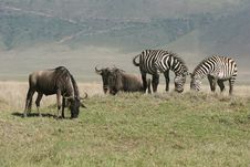 Zebras And Wildebeest Grazing Royalty Free Stock Photos