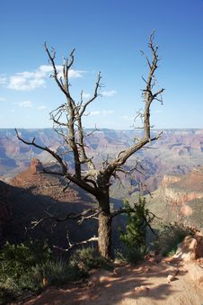 Dry Tree Above The Grand Canyon Panorama Royalty Free Stock Images Dry Tree Above The Grand Canyon Panorama Royalty Free Stock Images