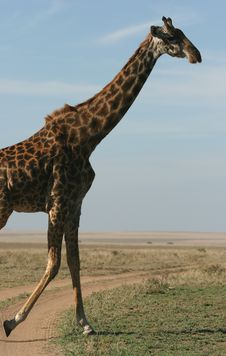 Giraffe Crossing The Road Stock Images Giraffe Crossing The Road Stock Images