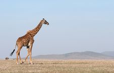 Giraffe Crossing The Savanna. Royalty Free Stock Images Giraffe Crossing The Savanna. Royalty Free Stock Images