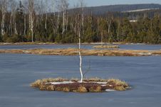 Lonely Birch At Lake Island Stock Photos